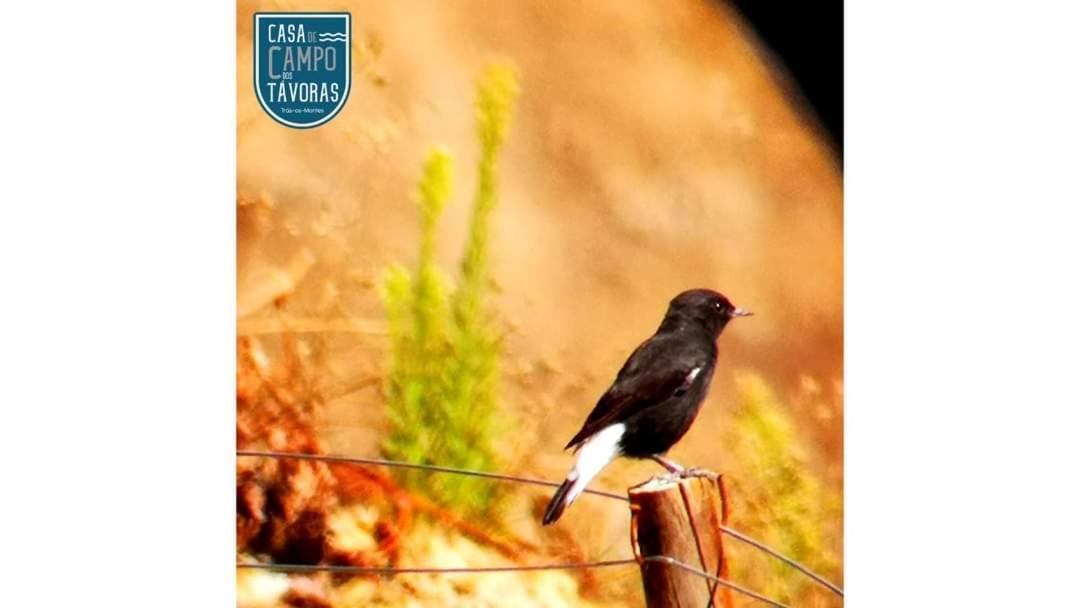 Casa De Campo Dos Tavoras Μιραντέλα Εξωτερικό φωτογραφία